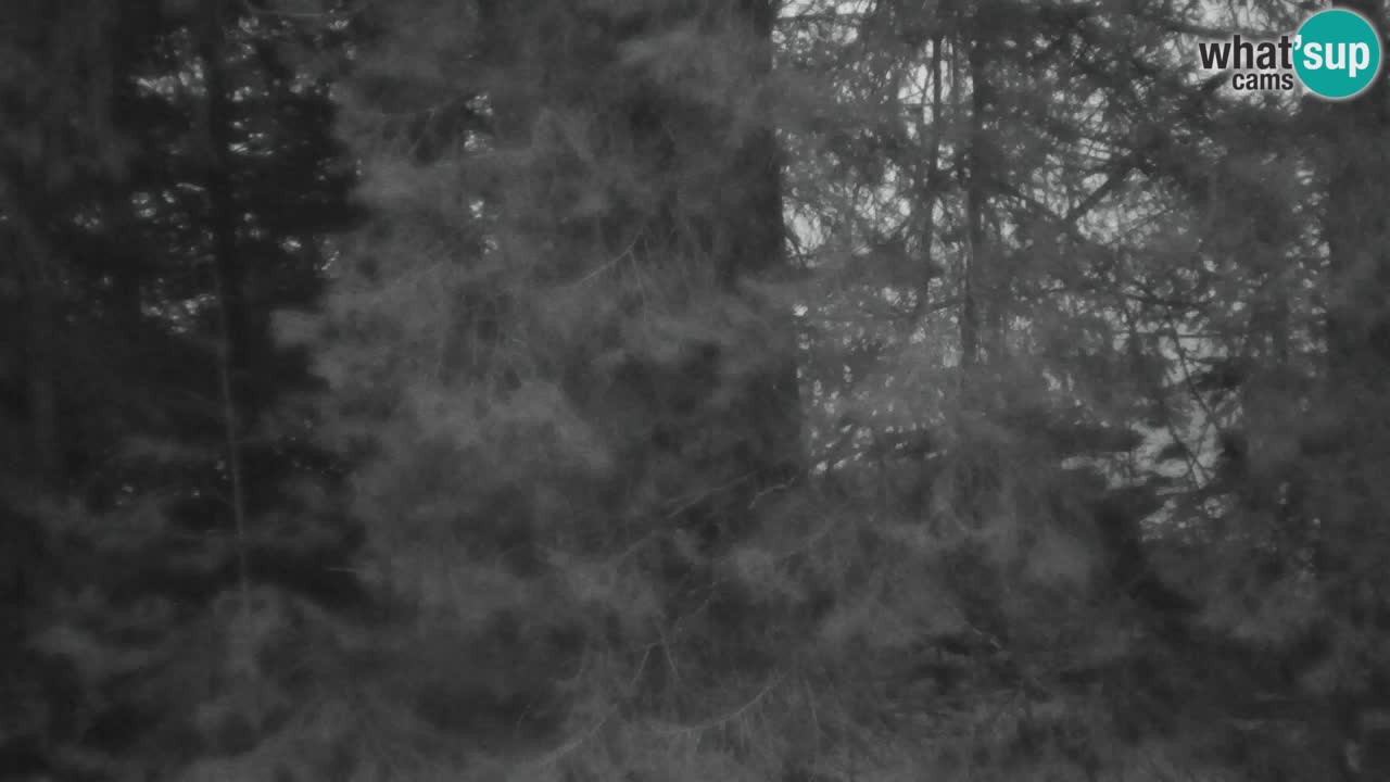 Webcam Lukanja – Pohorje houses a Water village