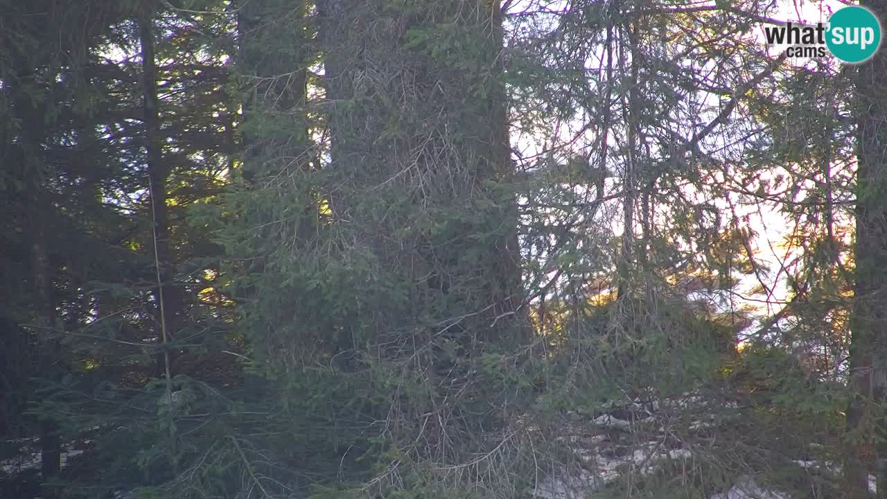 Webcam Lukanja – Pohorje houses a Water village