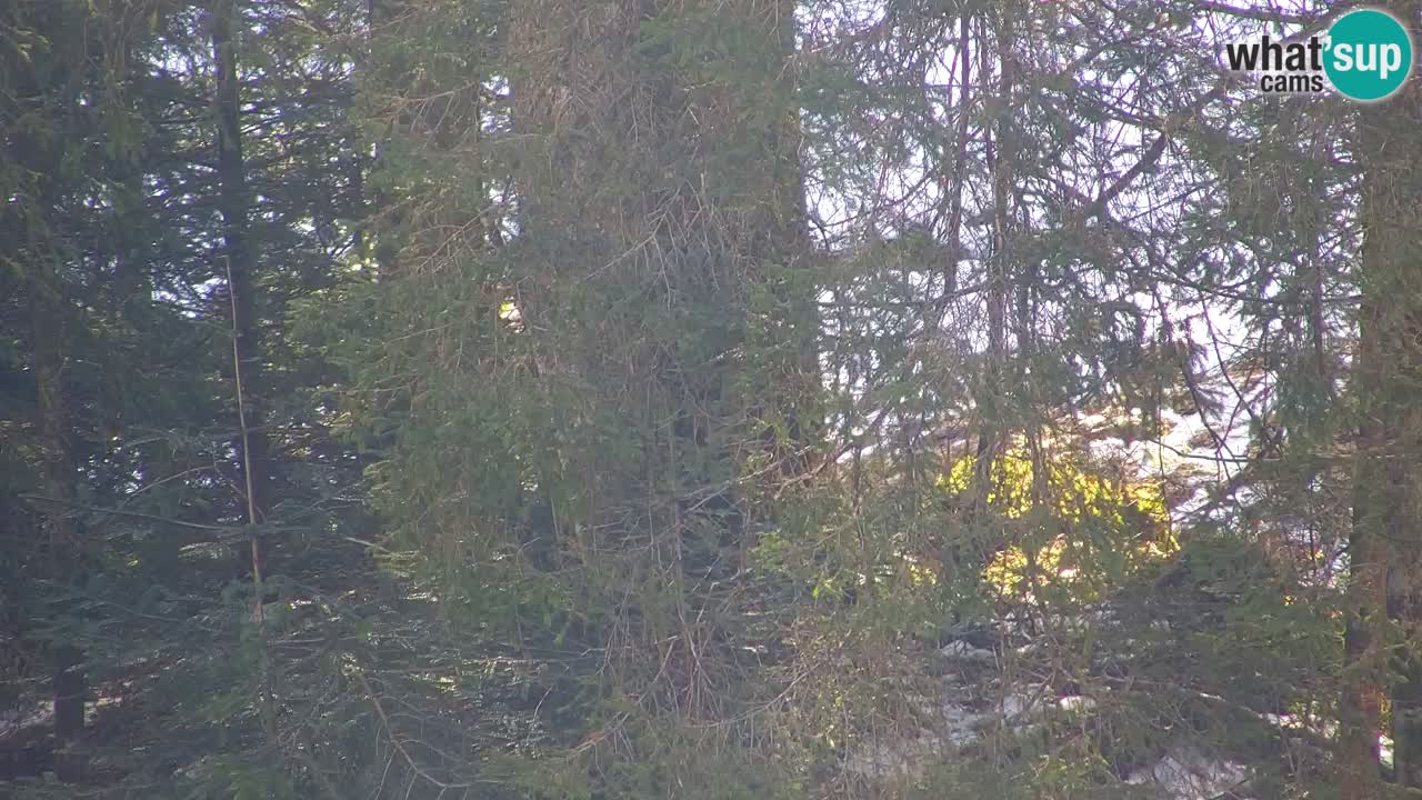 Webcam Lukanja – Pohorje houses a Water village