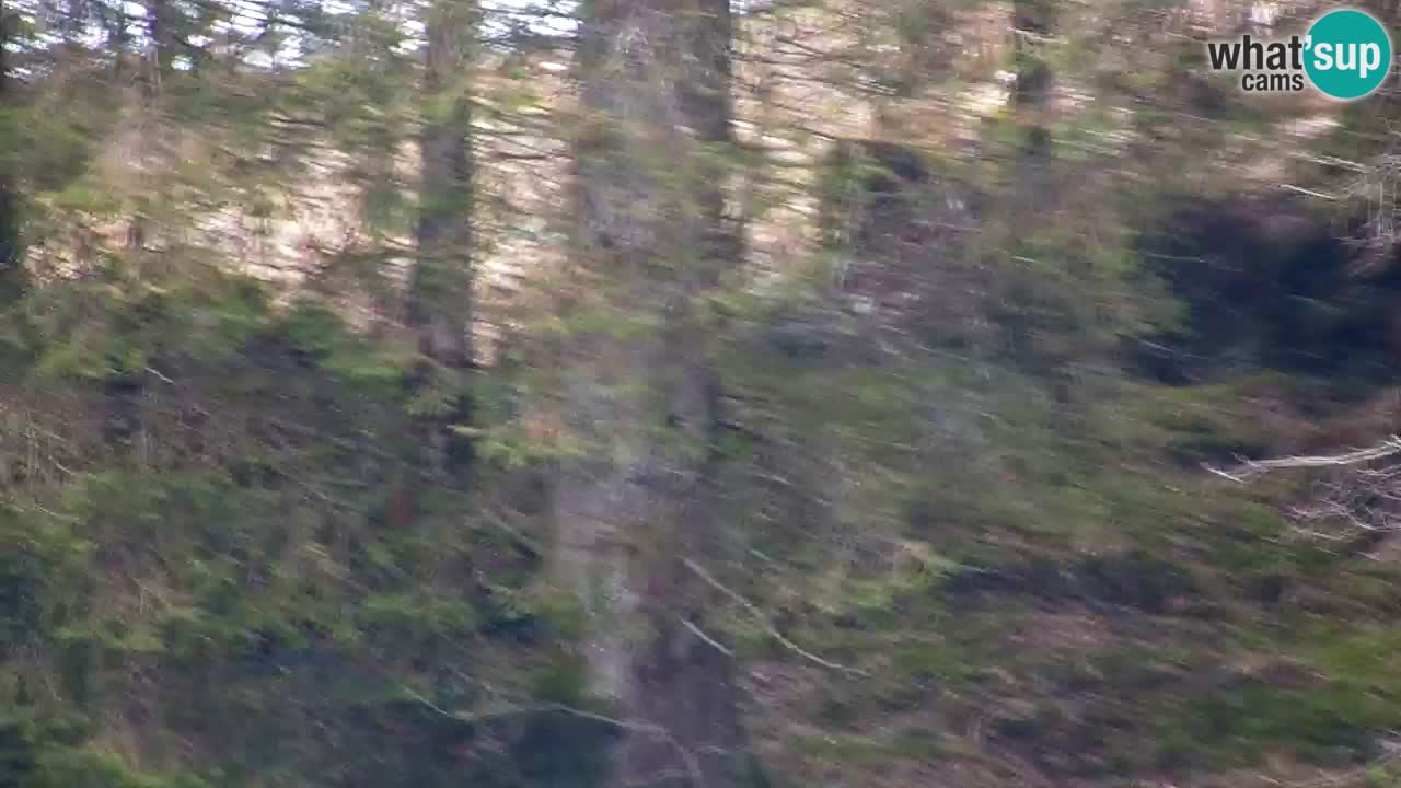 Webcam Lukanja – Water Village | Pohorje Houses