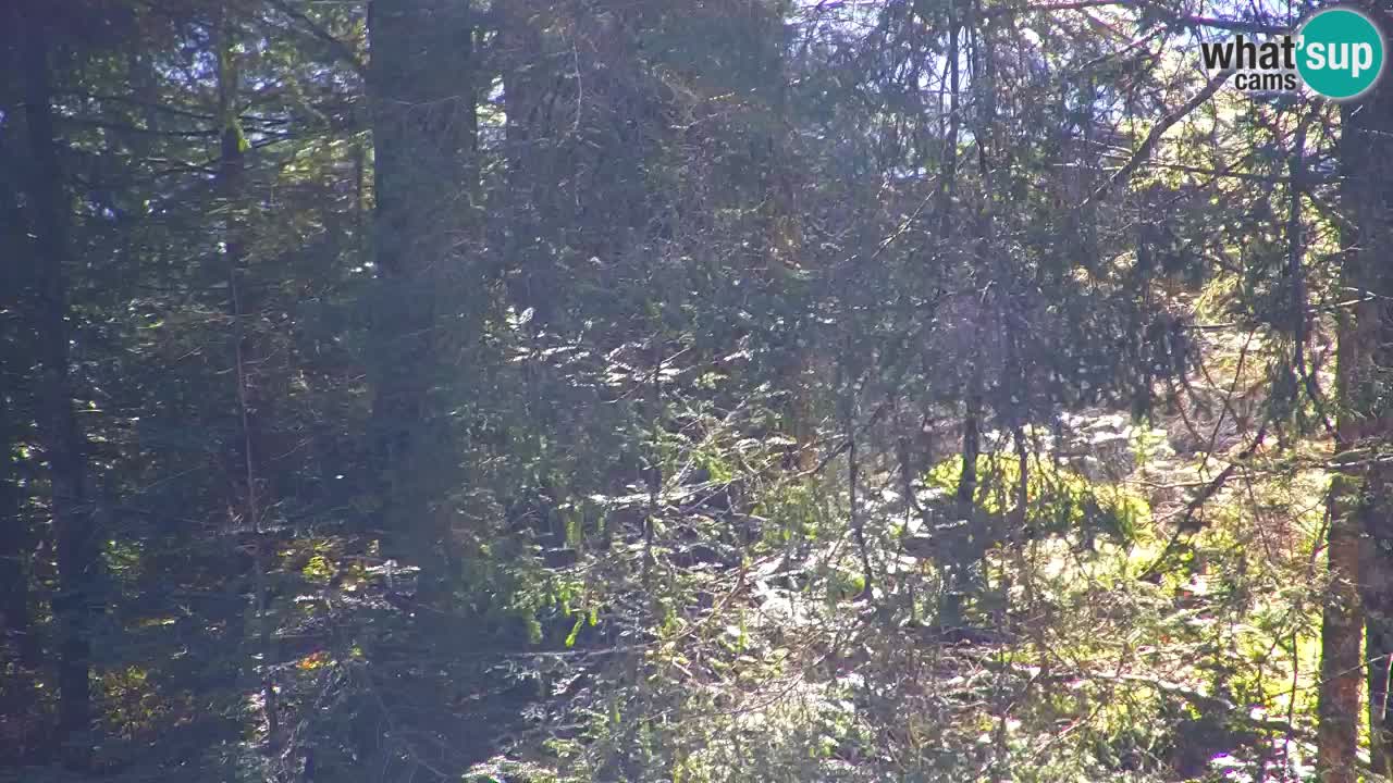 Web kamera Lukanja – Water Village | Pohorje Houses