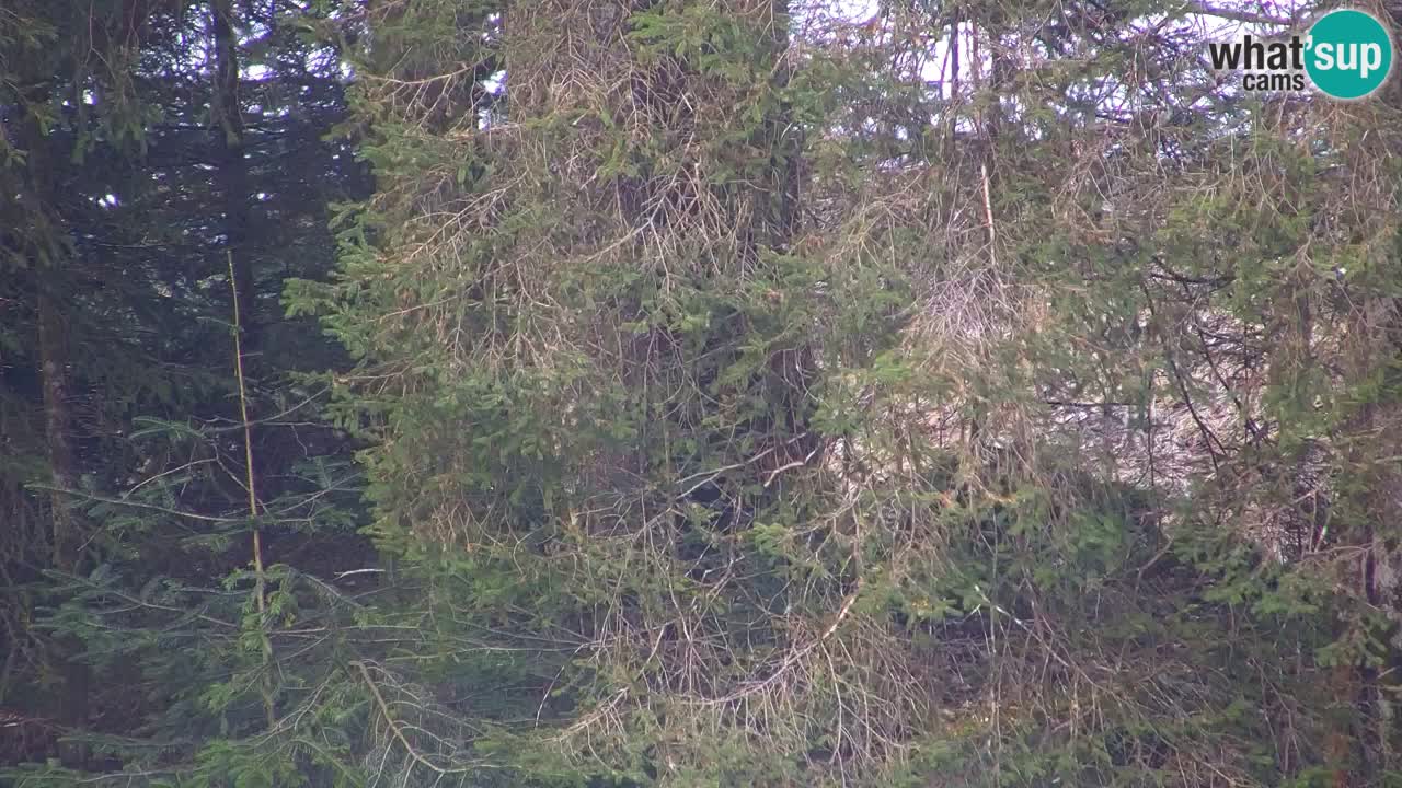 Webcam Lukanja – Water Village | Pohorje Houses