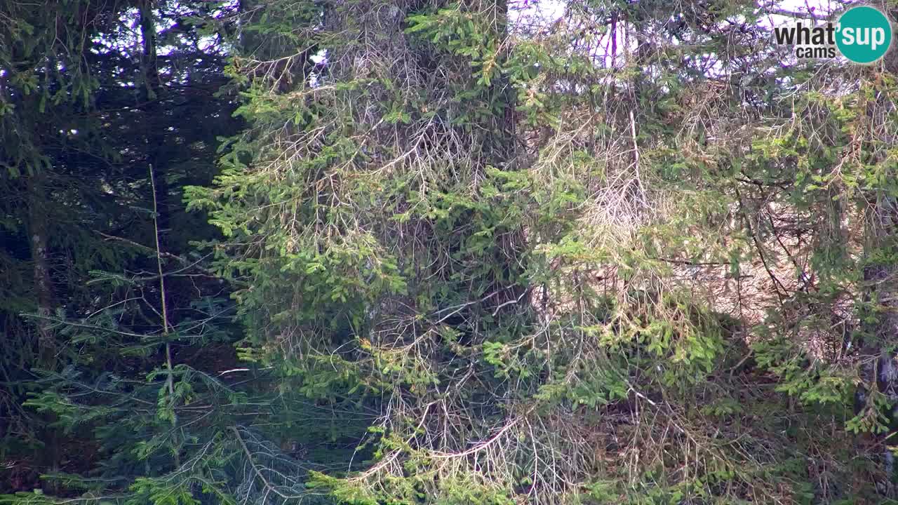 Webcam Lukanja – Water Village | Pohorje Houses