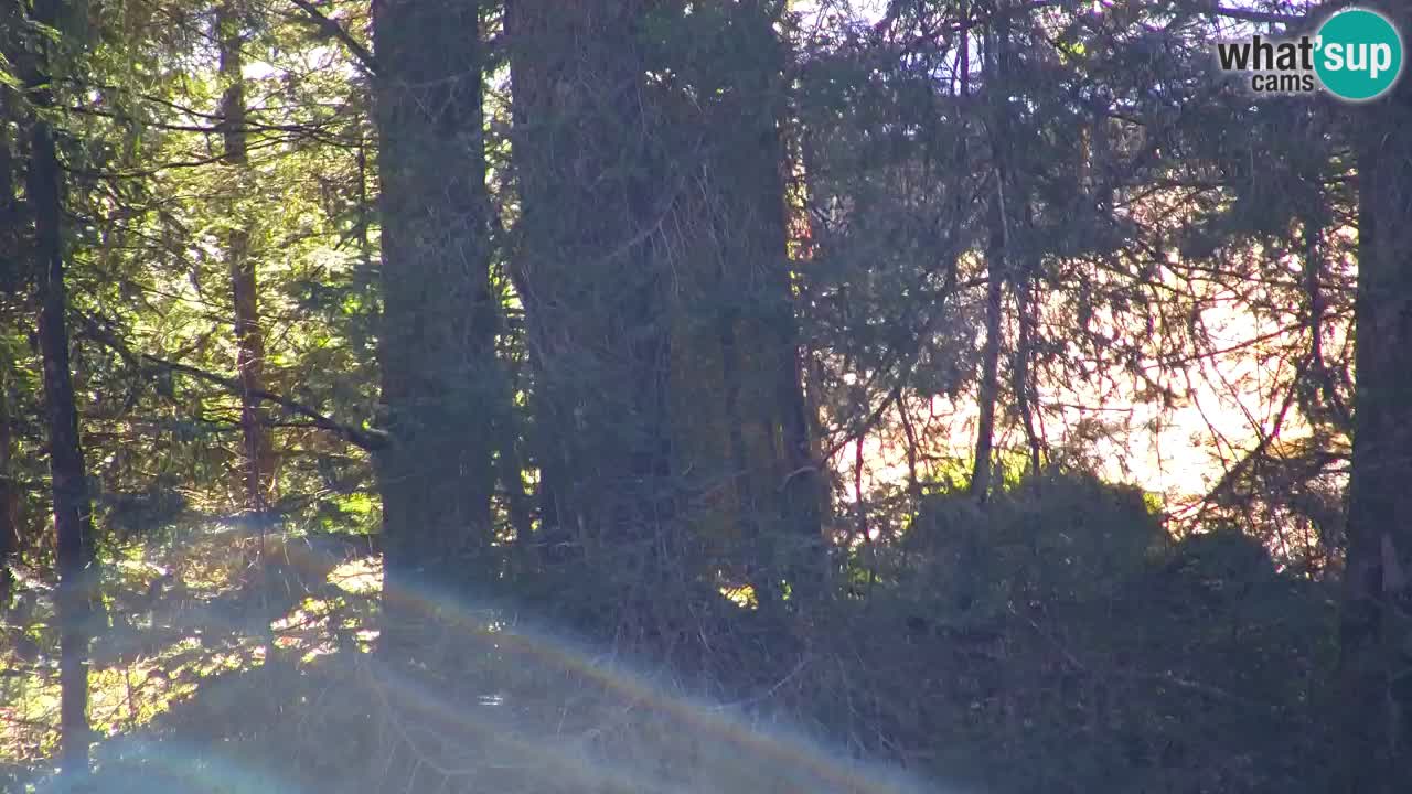 Webcam Lukanja – Water Village | Pohorje Houses