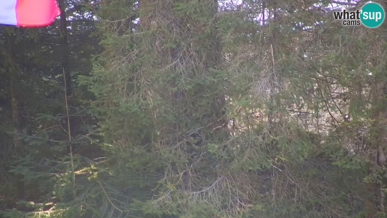 Web kamera Lukanja – Water Village | Pohorje Houses