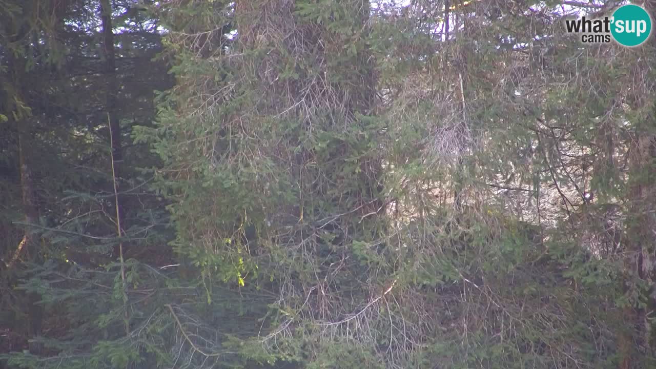 Webcam Lukanja – Pohorje houses a Water village