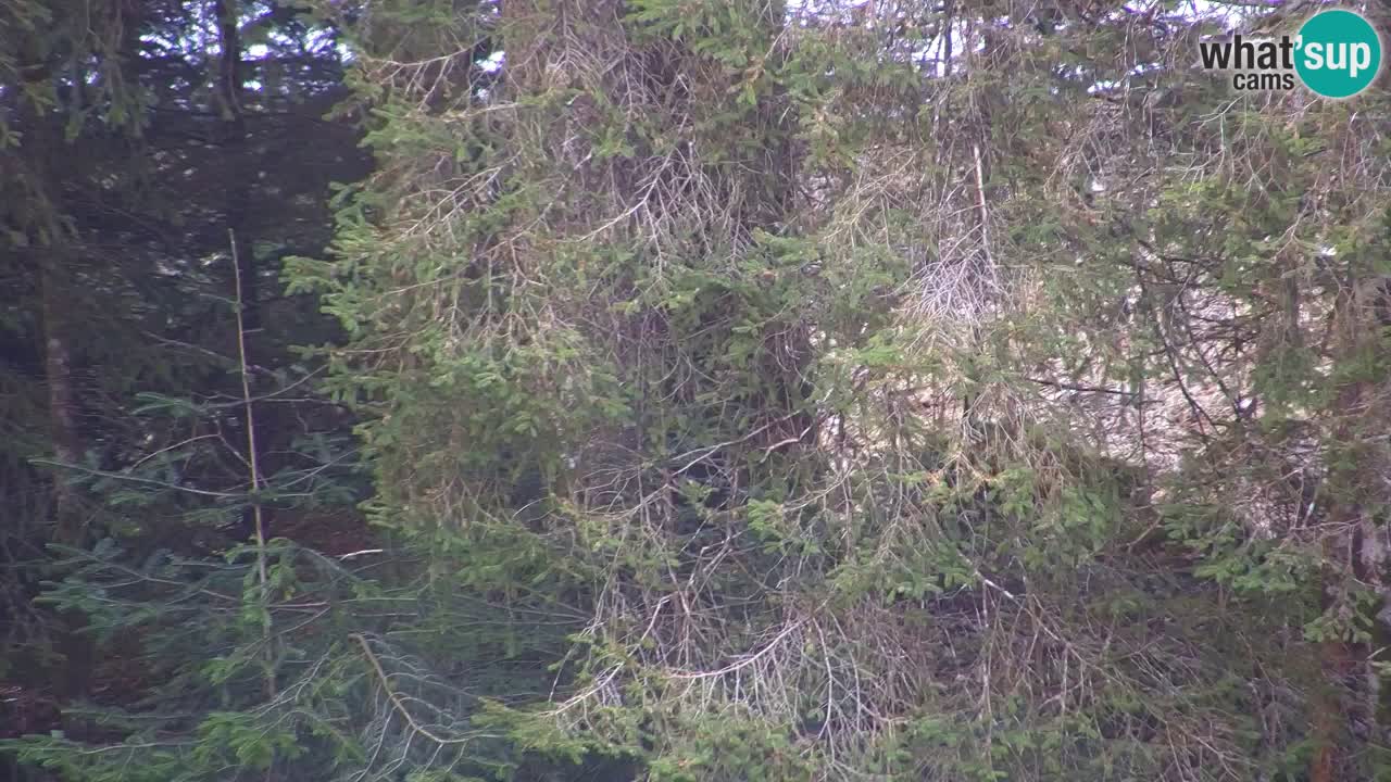 Webcam Lukanja – Pohorje houses a Water village