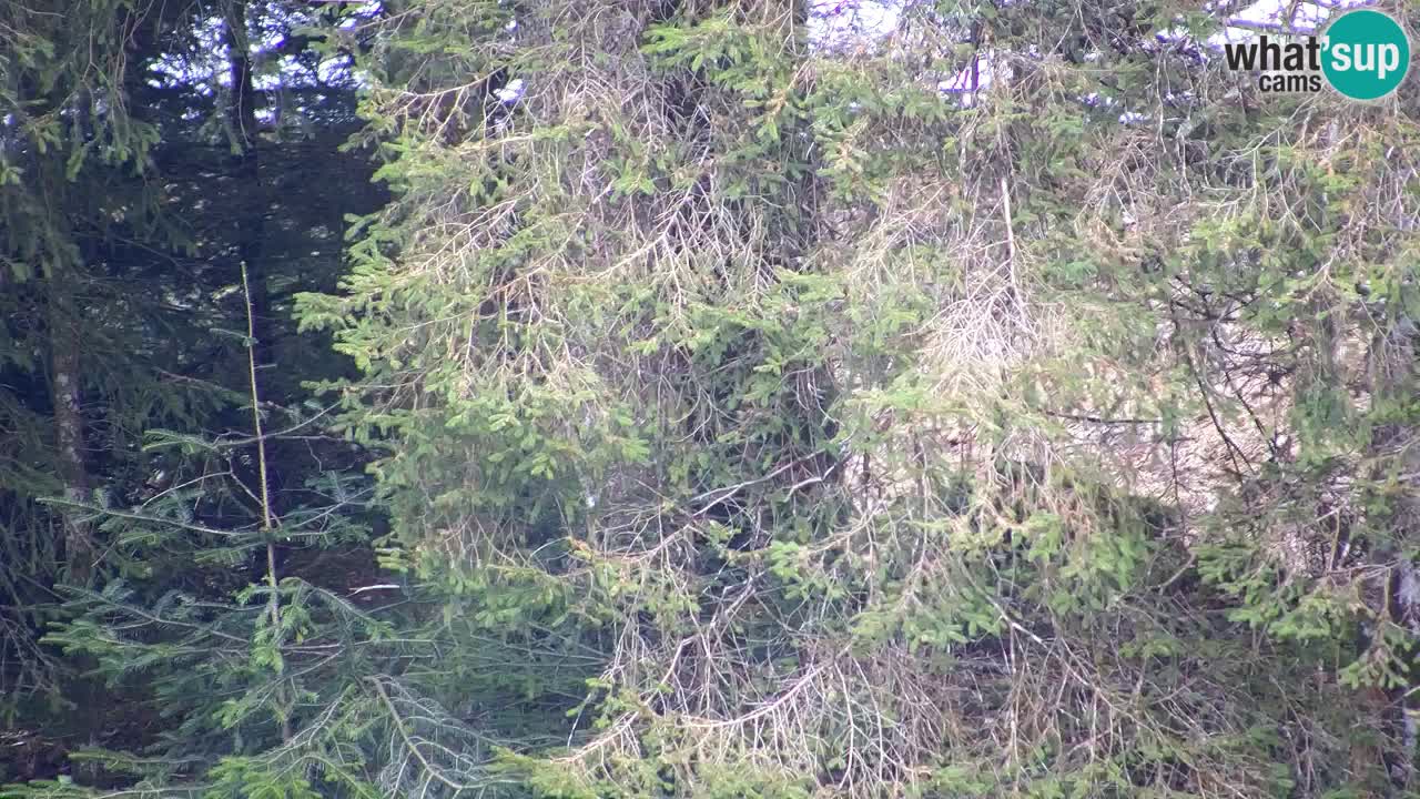 Webcam Lukanja – Water Village | Pohorje Houses