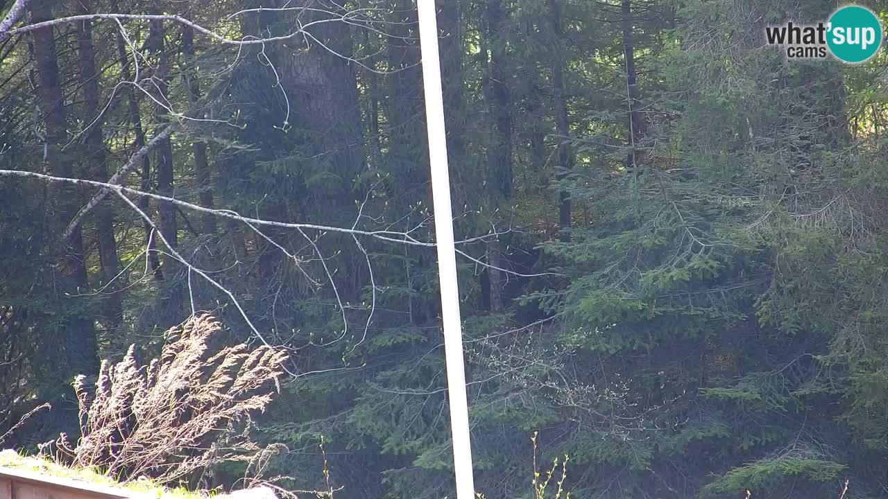 Webcam Lukanja – Pohorje houses a Water village