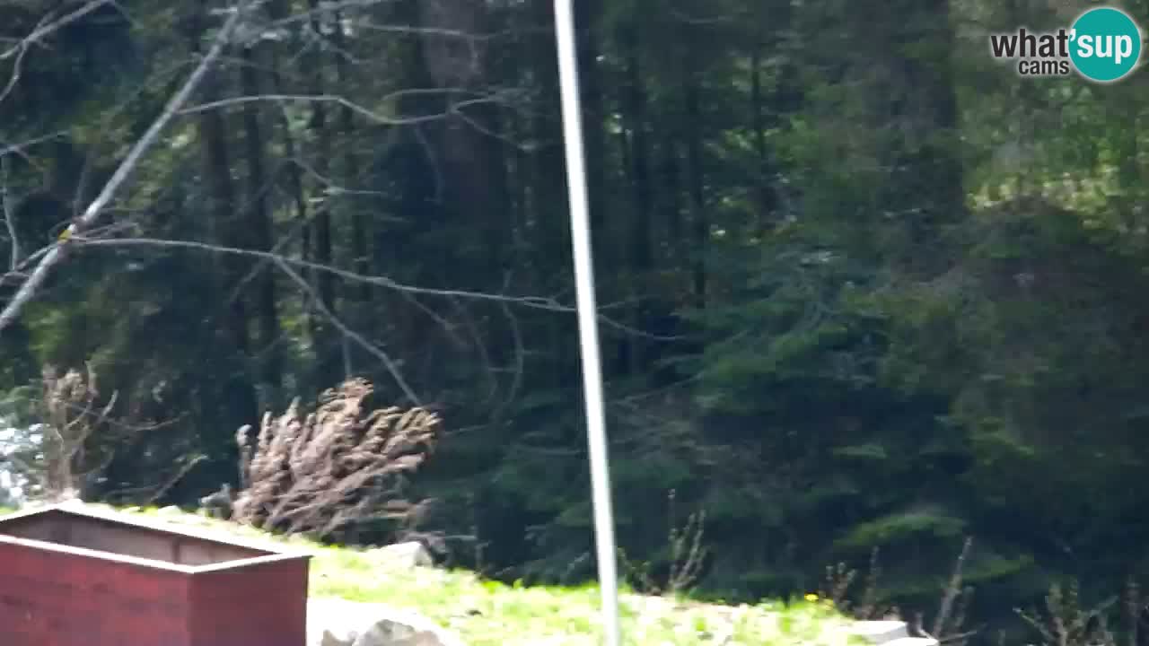 Webcam Lukanja – Pohorje houses a Water village