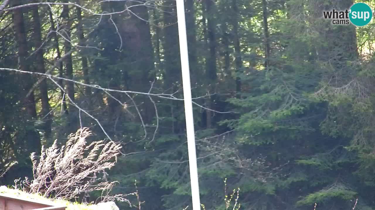 Webcam Lukanja – Water Village | Pohorje Houses