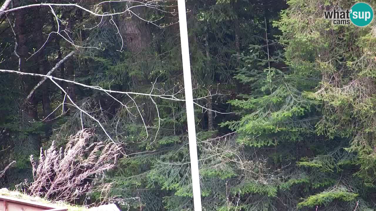 Webcam Lukanja – Pohorje houses a Water village