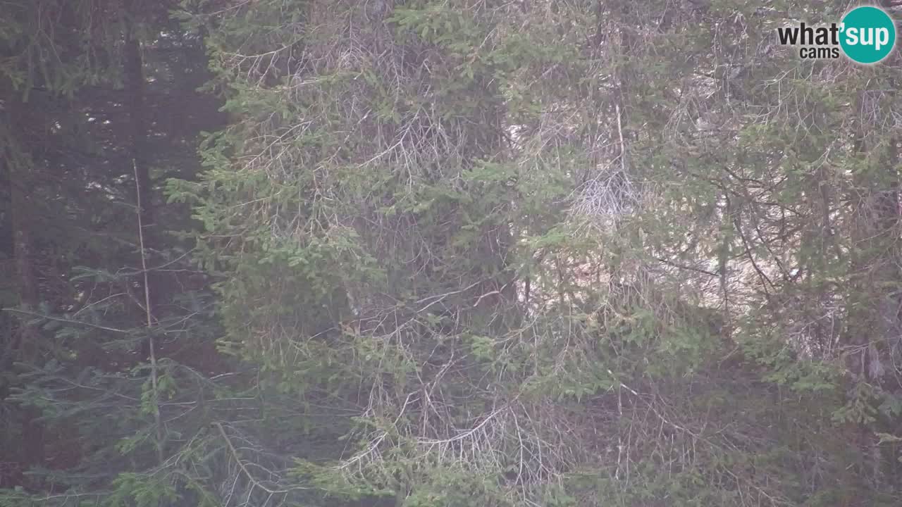 Web kamera Lukanja – Water Village | Pohorje Houses