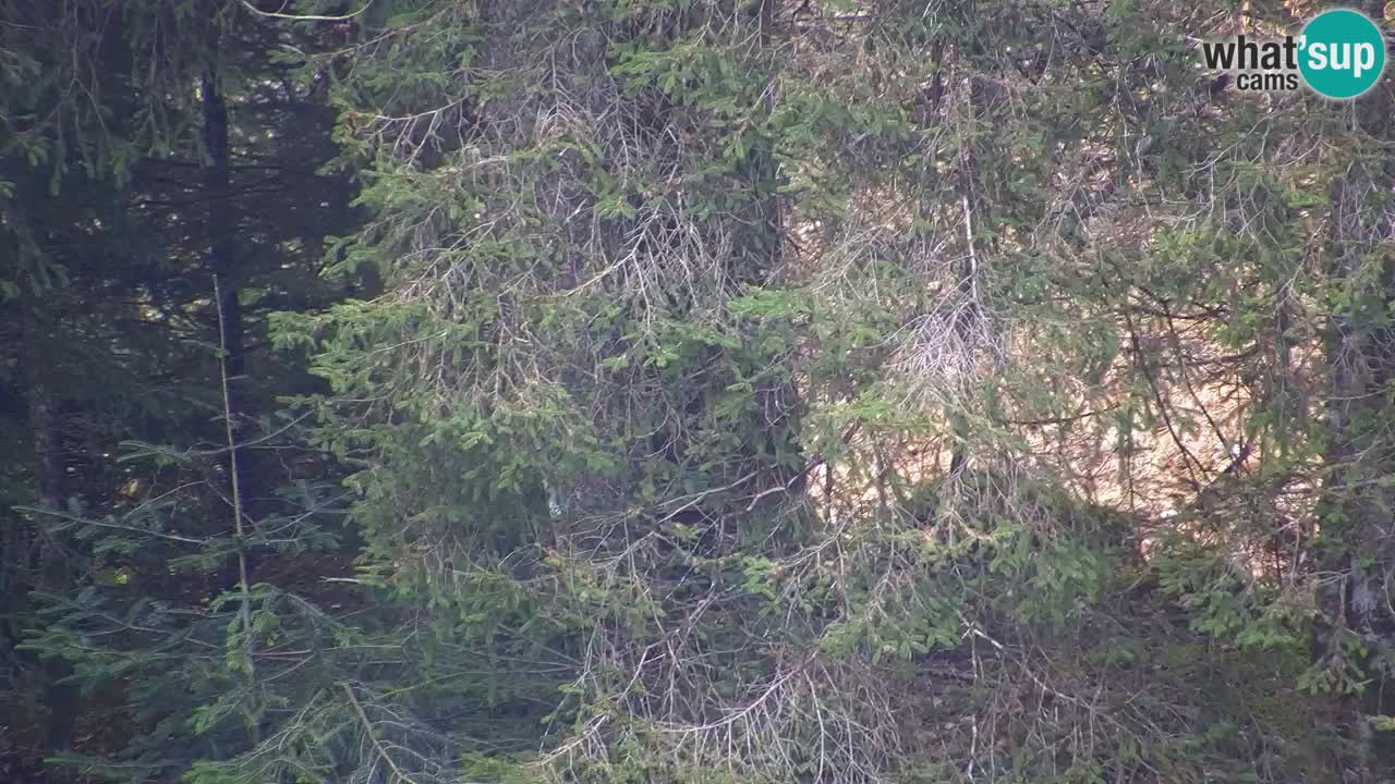 Webcam Lukanja – Pohorje houses a Water village