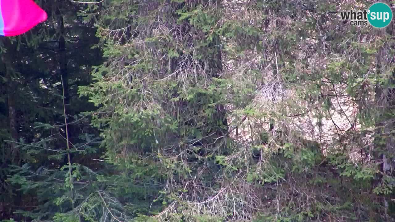 Spletna kamera Lukanja – Water Village | Pohorje Houses