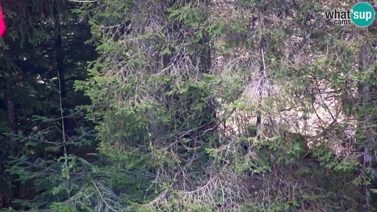 Spletna kamera Lukanja – Water Village | Pohorje Houses