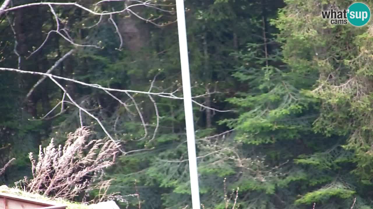 Webcam Lukanja – Pohorje houses a Water village