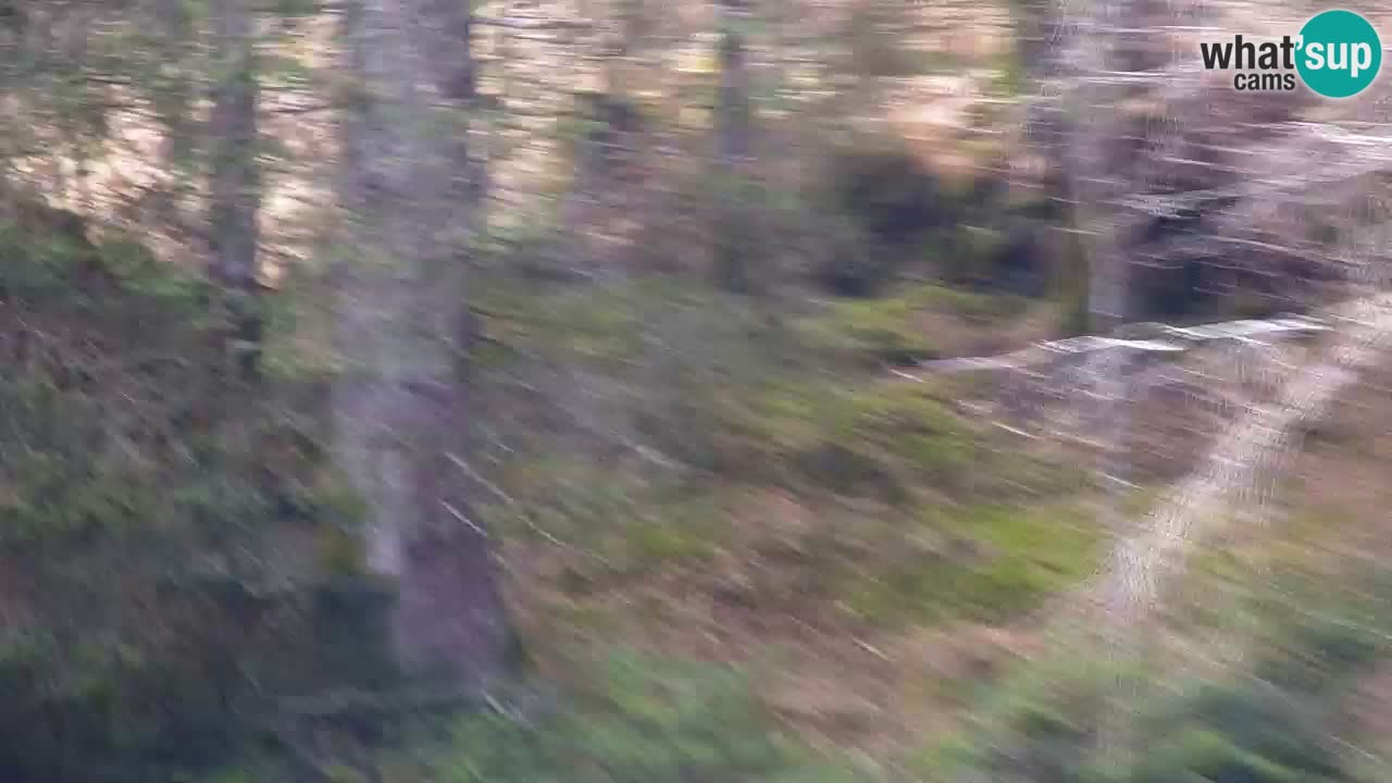 Webcam Lukanja – Pohorje houses a Water village