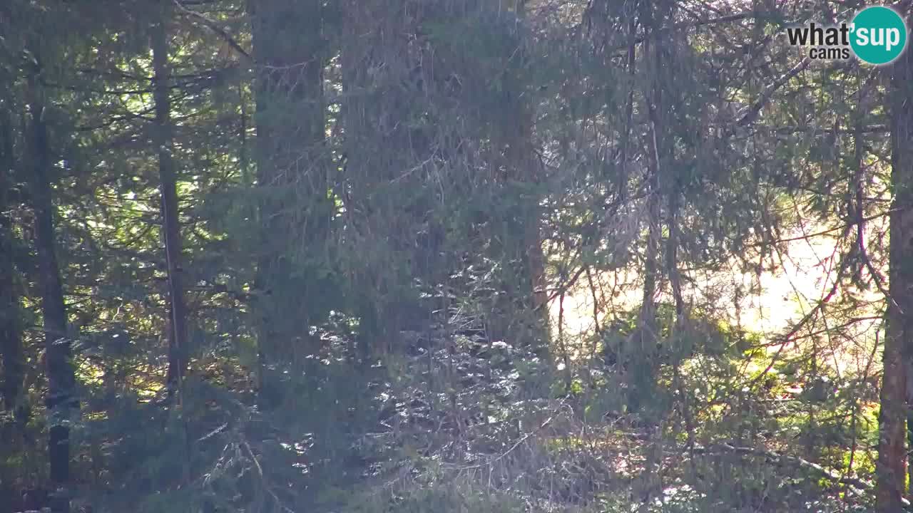 Web kamera Lukanja – Water Village | Pohorje Houses