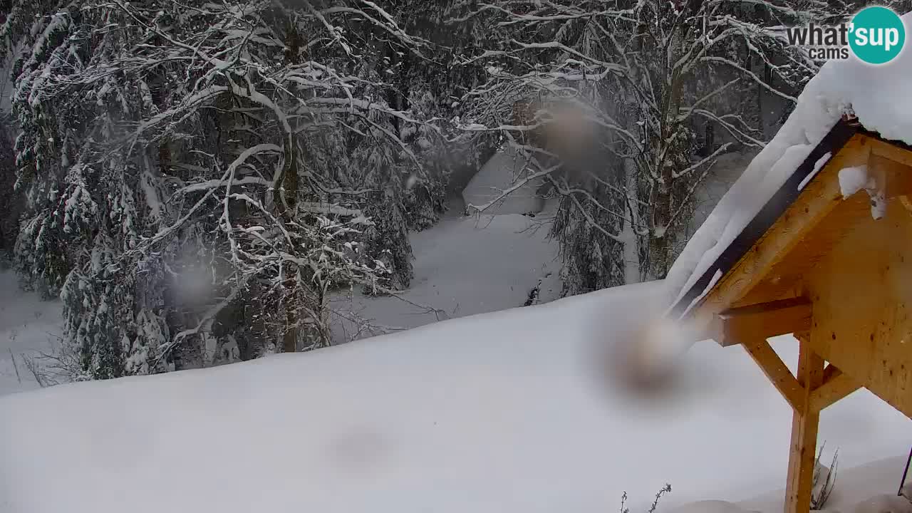 Webcam Lukanja – Pohorje houses a Water village