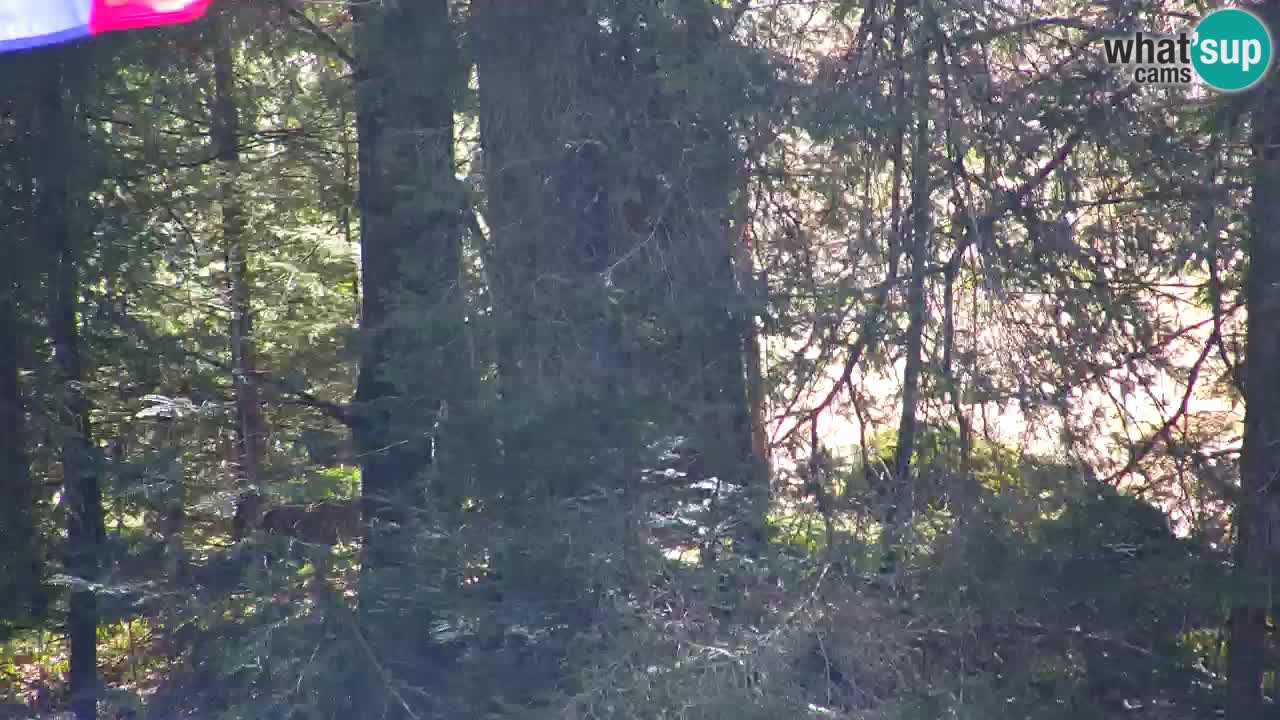 Webcam Lukanja – Water Village | Pohorje Houses