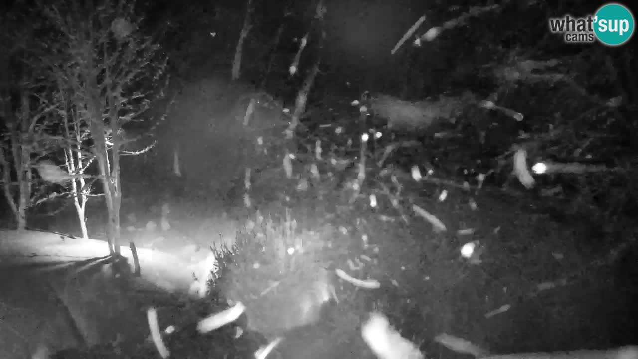 Webcam Lukanja – Pohorje houses a Water village