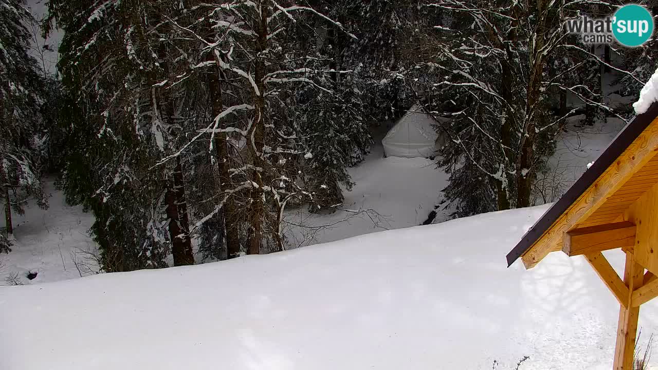 Webcam Lukanja – Water Village | Pohorje Houses
