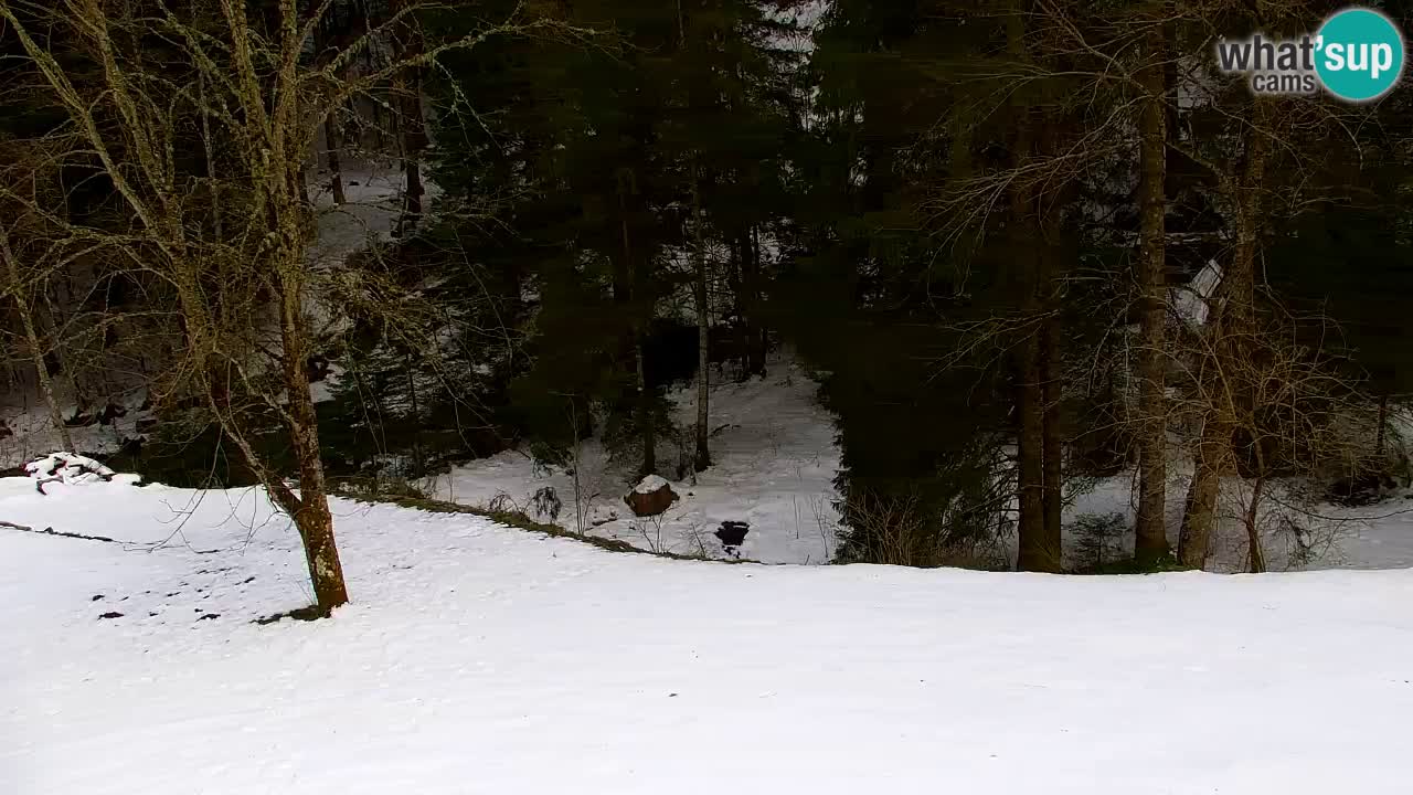 Webcam Lukanja – Water Village | Pohorje Houses