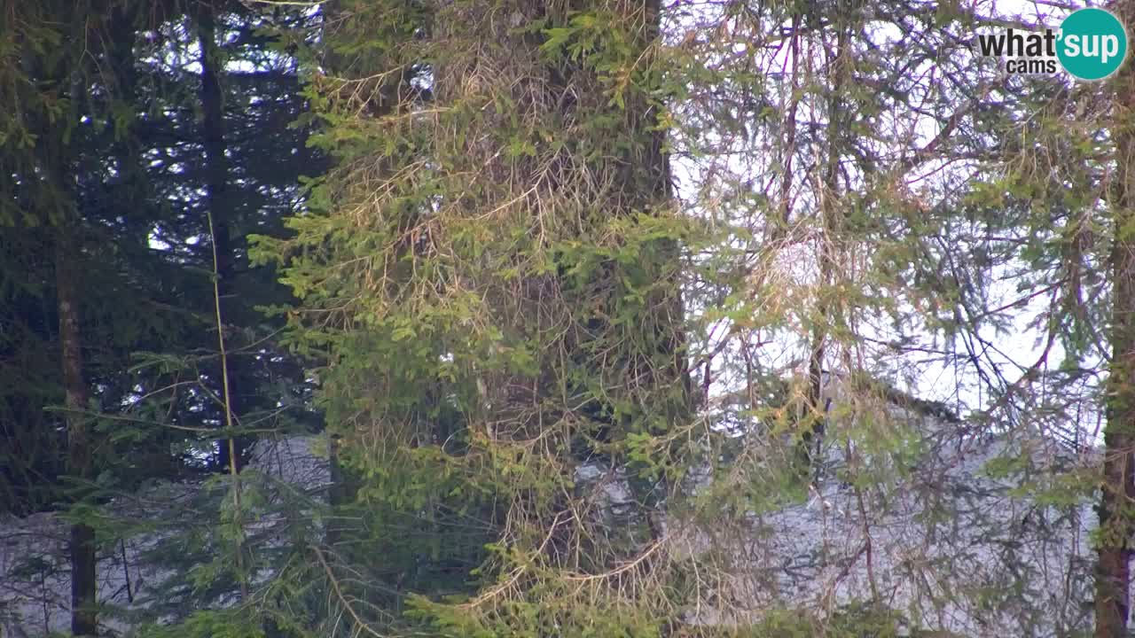 Webcam Lukanja – Water Village | Pohorje Houses