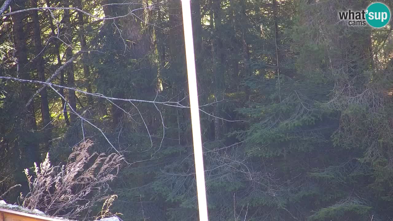 Spletna kamera Lukanja – Water Village | Pohorje Houses