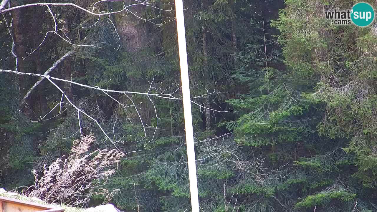 Webcam Lukanja – Water Village | Pohorje Houses