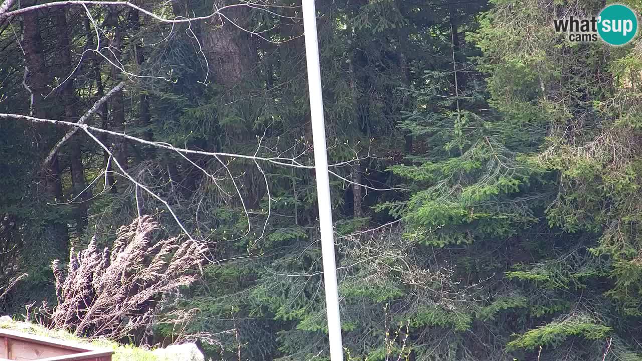 Web kamera Lukanja – Water Village | Pohorje Houses