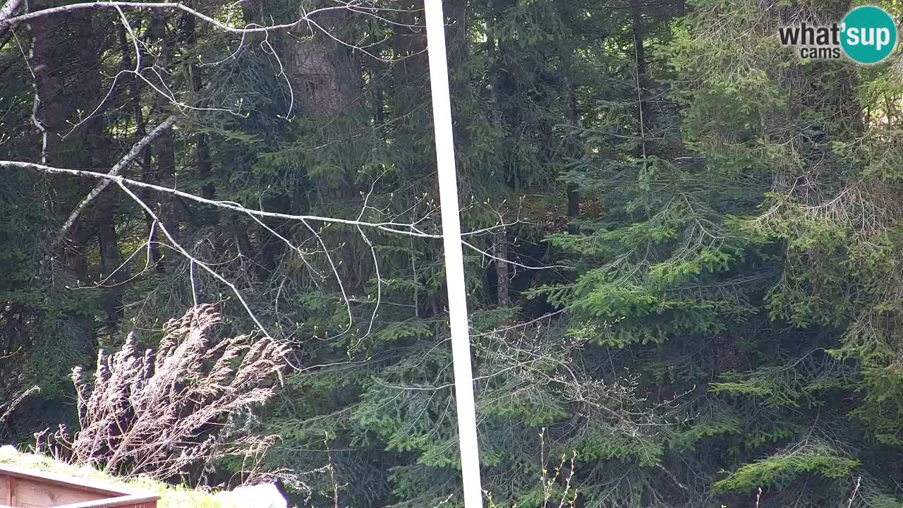 Webcam Lukanja – Water Village | Pohorje Houses