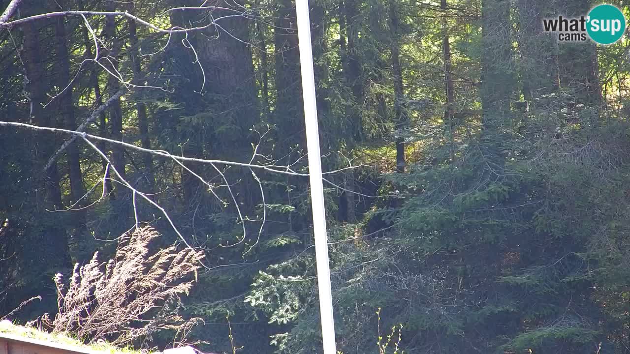 Spletna kamera Lukanja – Water Village | Pohorje Houses