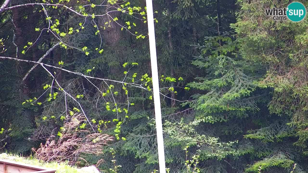 Webcam Lukanja – Water Village | Pohorje Houses