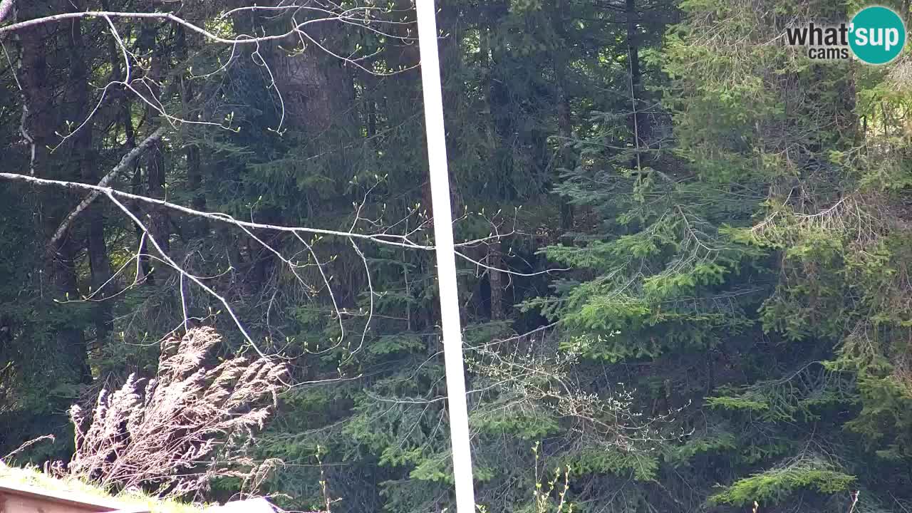 Webcam Lukanja – Pohorje houses a Water village