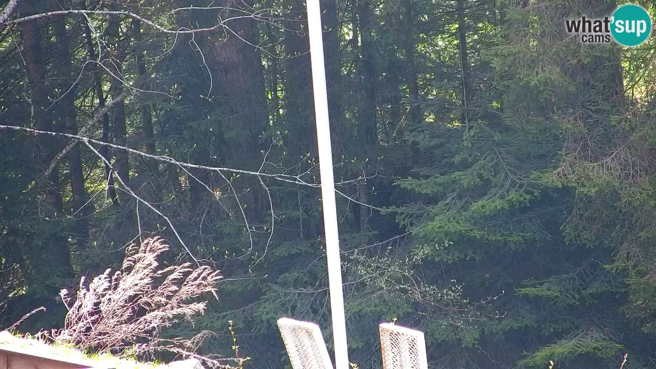 Webcam Lukanja – Pohorje houses a Water village