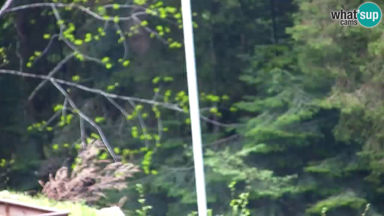 Webcam Lukanja – Pohorje houses a Water village