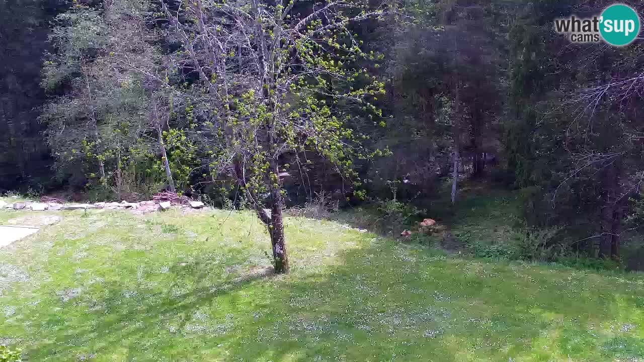 Web kamera Lukanja – Water Village | Pohorje Houses