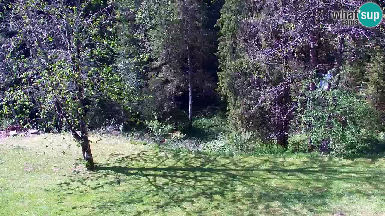 Webcam Lukanja – Pohorje houses a Water village