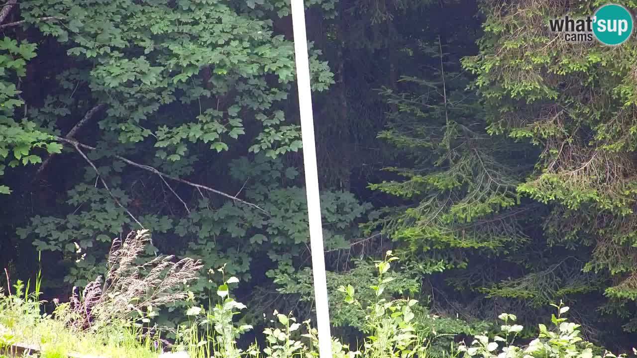 Web kamera Lukanja – Water Village | Pohorje Houses