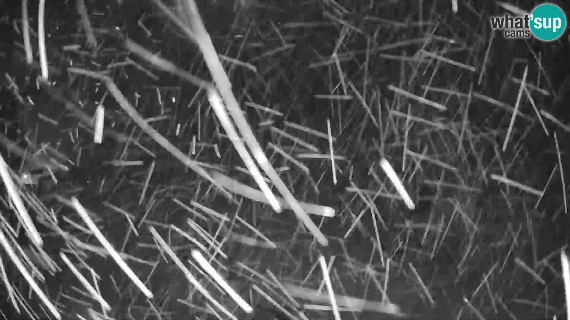 GOLTE skijalište web kamera – pogled na Medvedjak – Slovenija