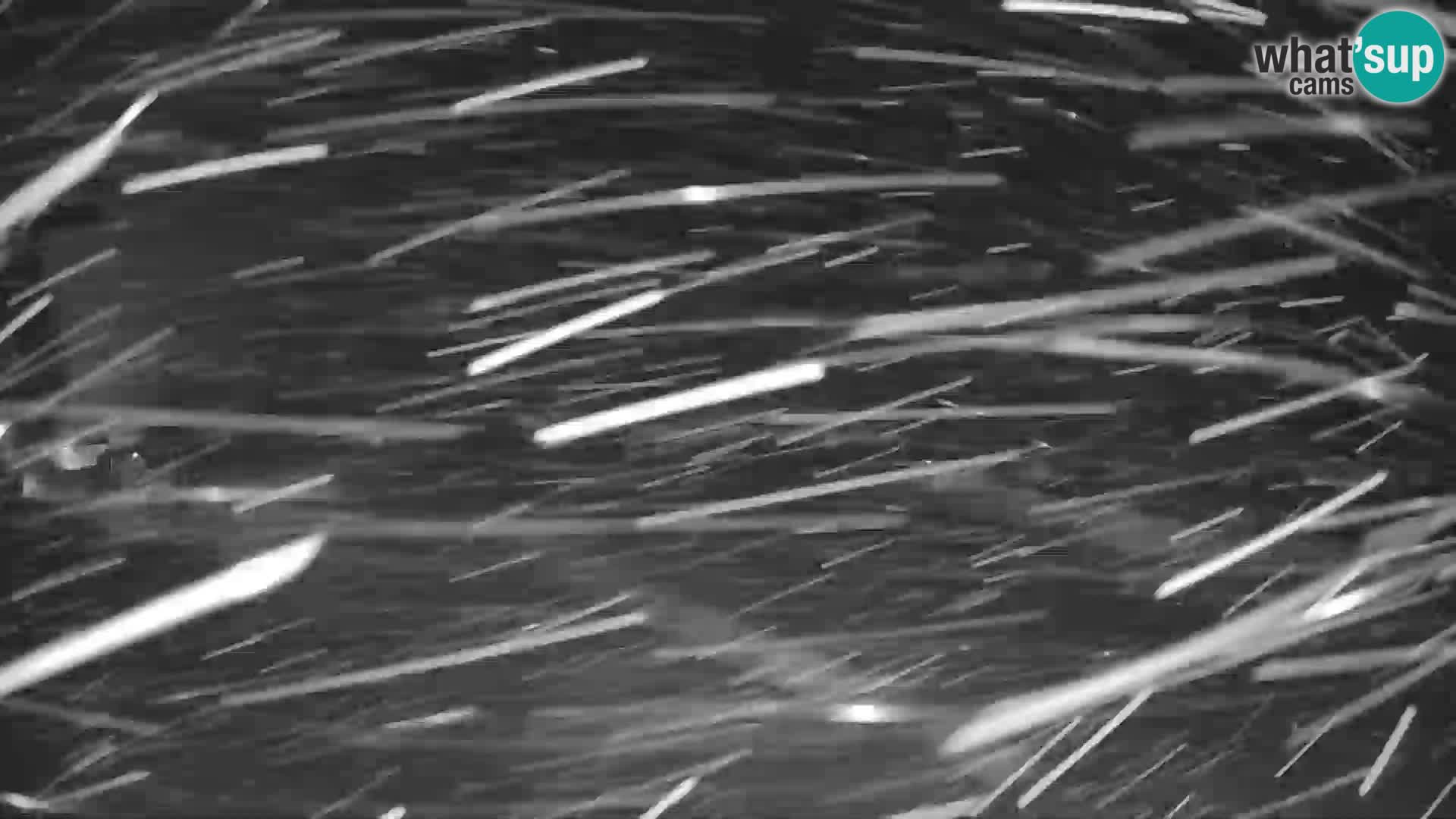 GOLTE skijalište web kamera – pogled na Medvedjak – Slovenija