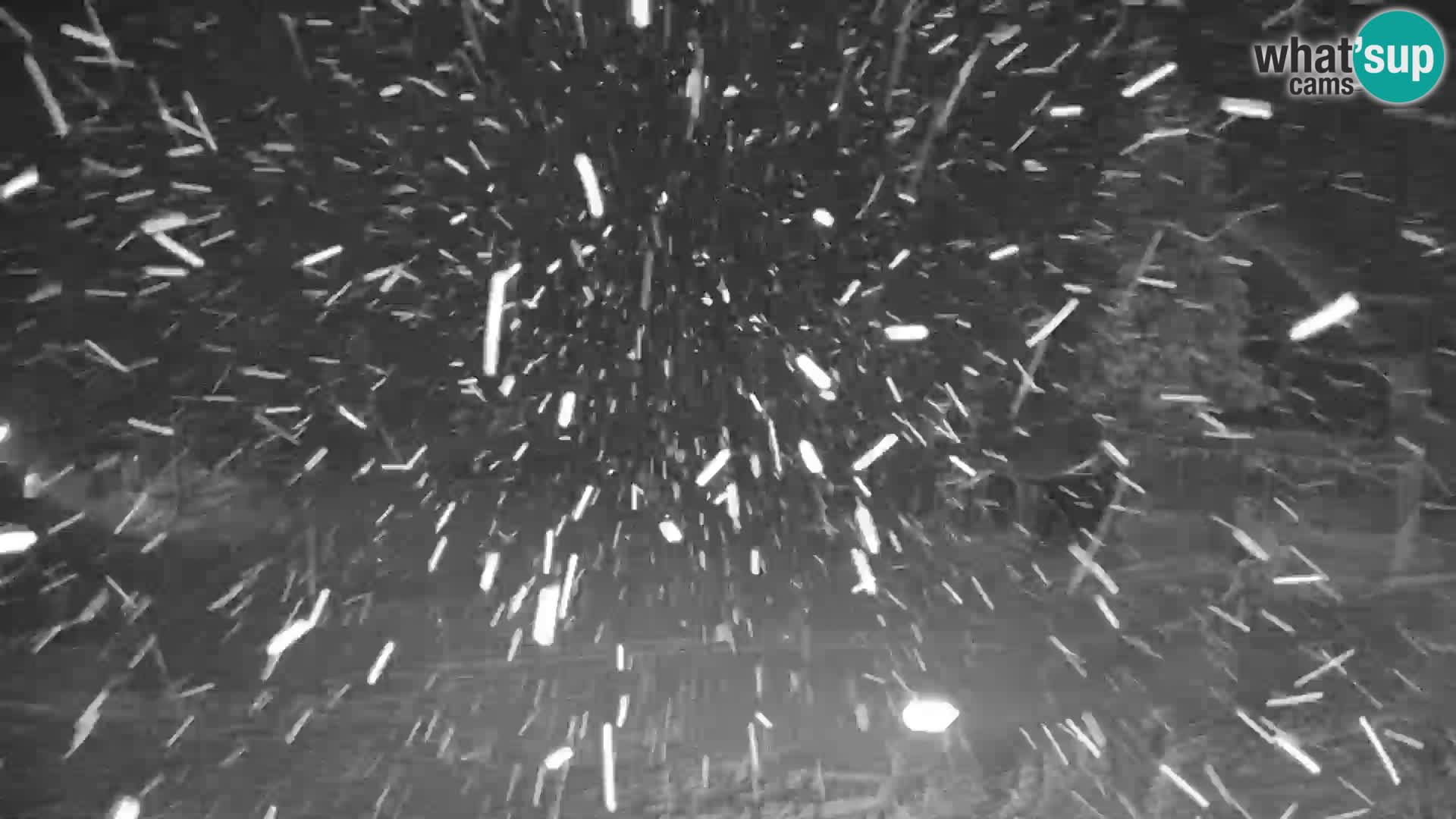 Spletna kamera smučišča GOLTE v živo – pogled na Medvedjak