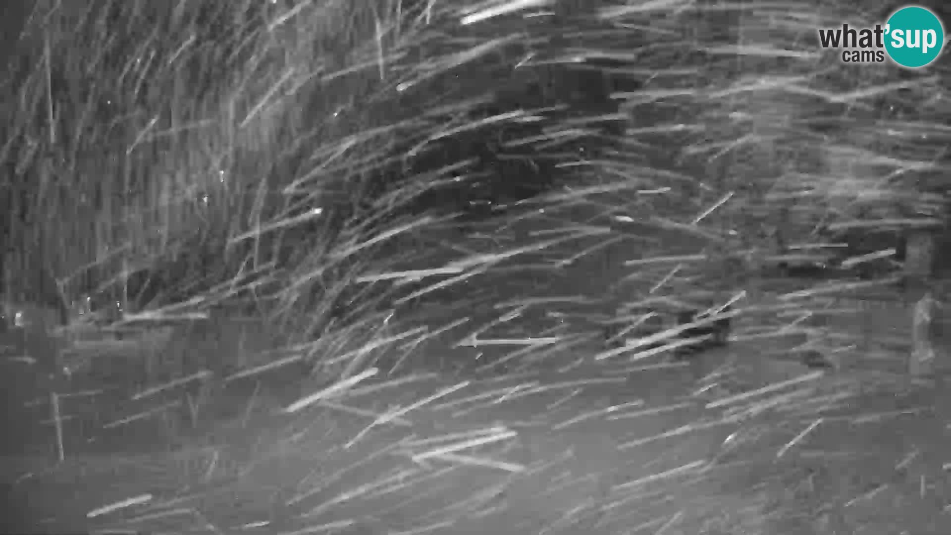 GOLTE stazione sciistica webcam – vista Medvedjak – Slovenia