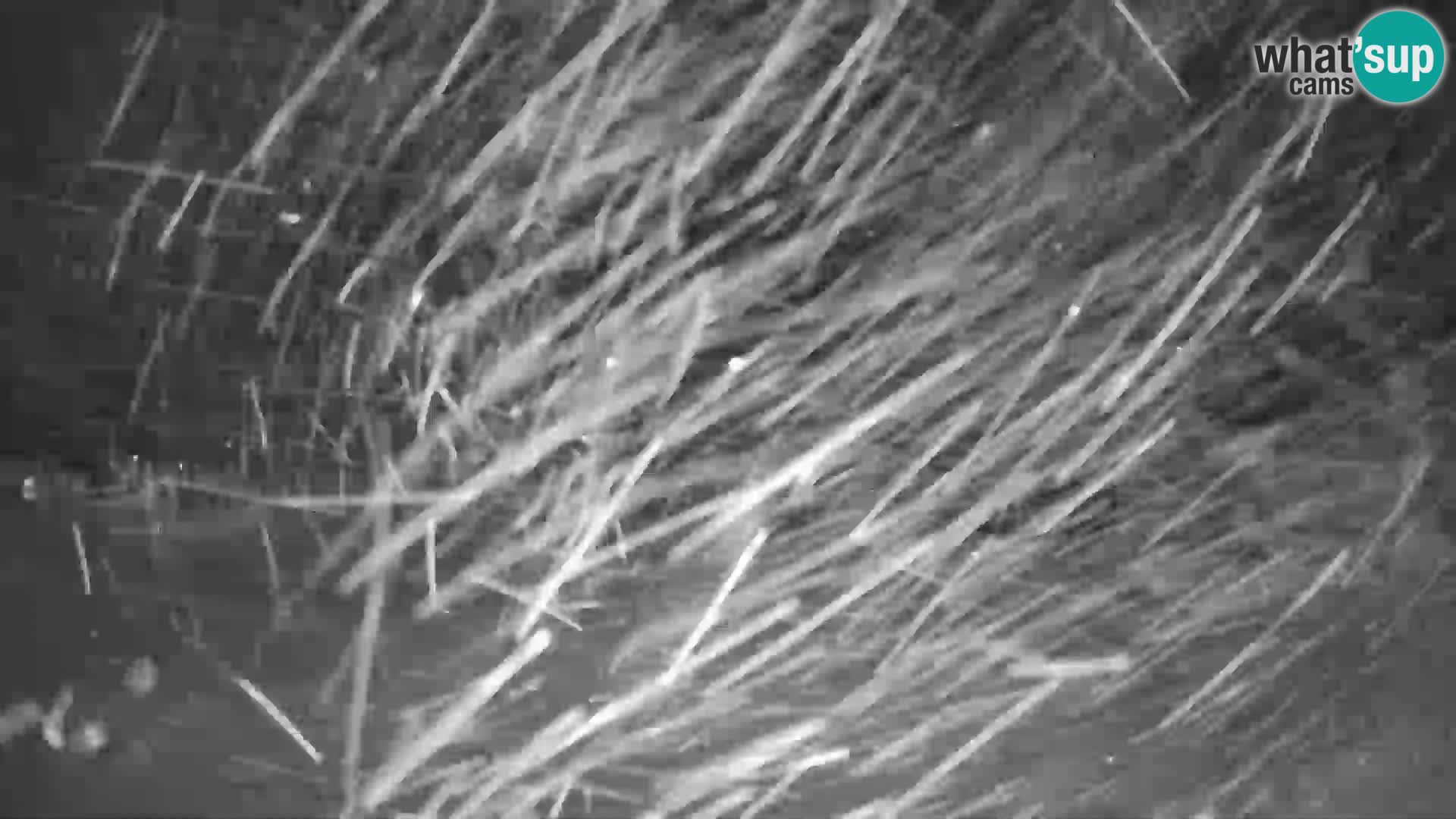 Cámara web en vivo de la estación de esquí GOLTE – vista a Medvedjak – Eslovenia