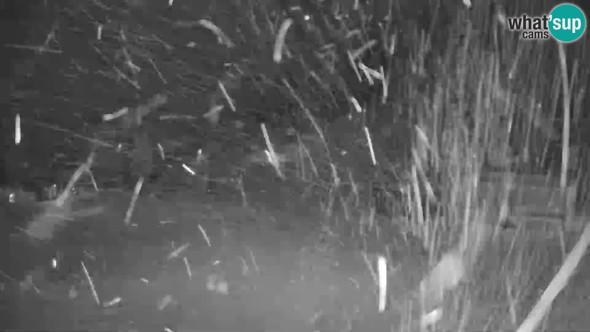 GOLTE stazione sciistica webcam – vista Medvedjak – Slovenia