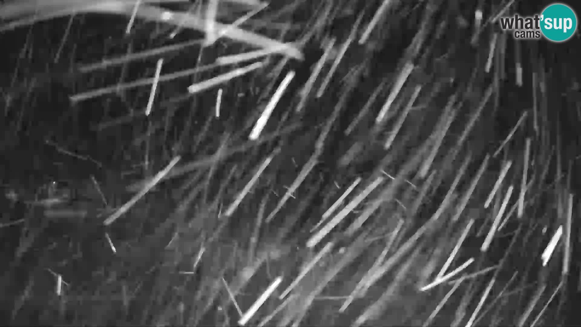 GOLTE Skigebiet webcam – Schöne Aussicht auf Medvedjak – Slowenien