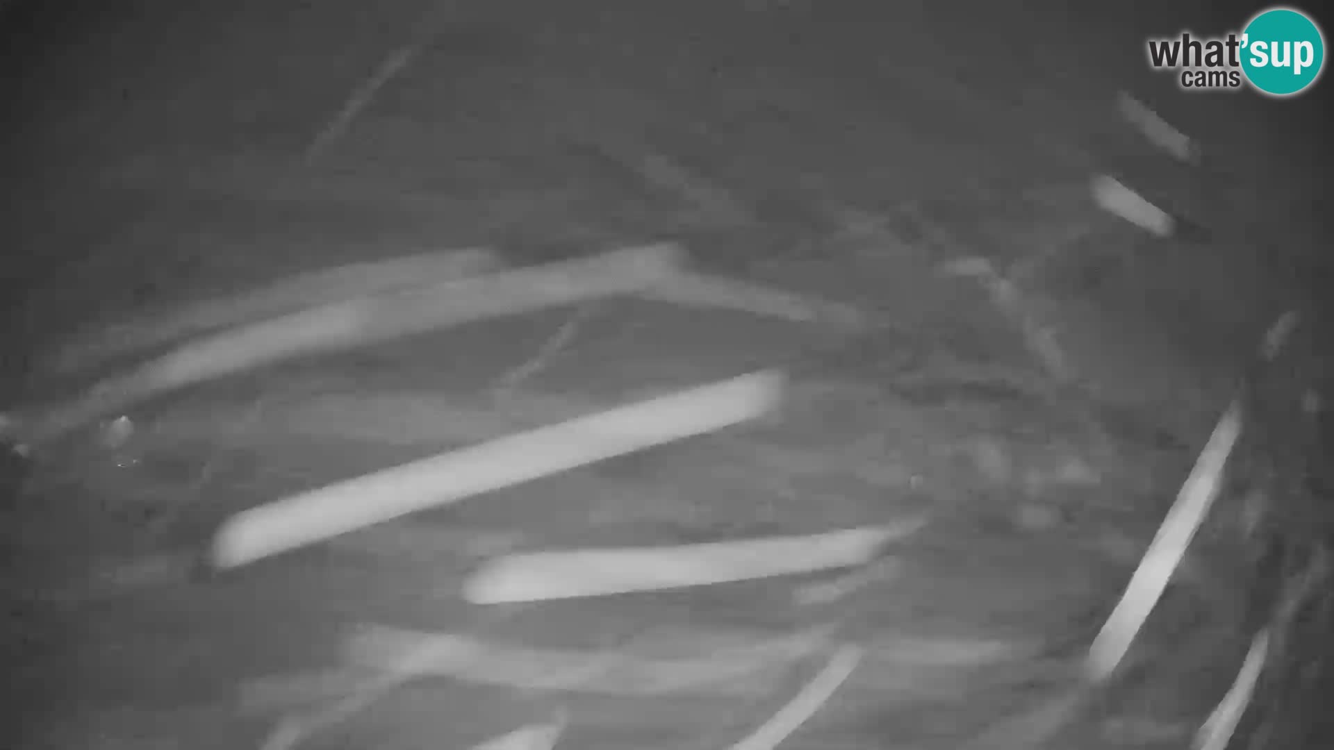 Spletna kamera smučišča GOLTE v živo – pogled na Medvedjak