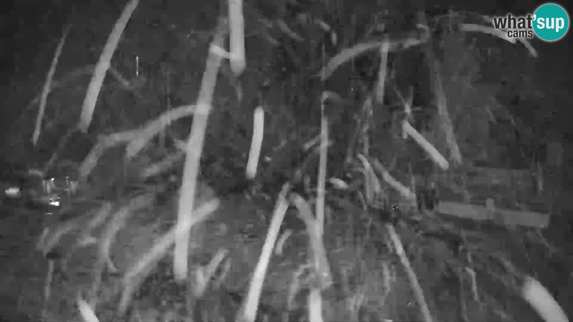 GOLTE stazione sciistica webcam – vista Medvedjak – Slovenia